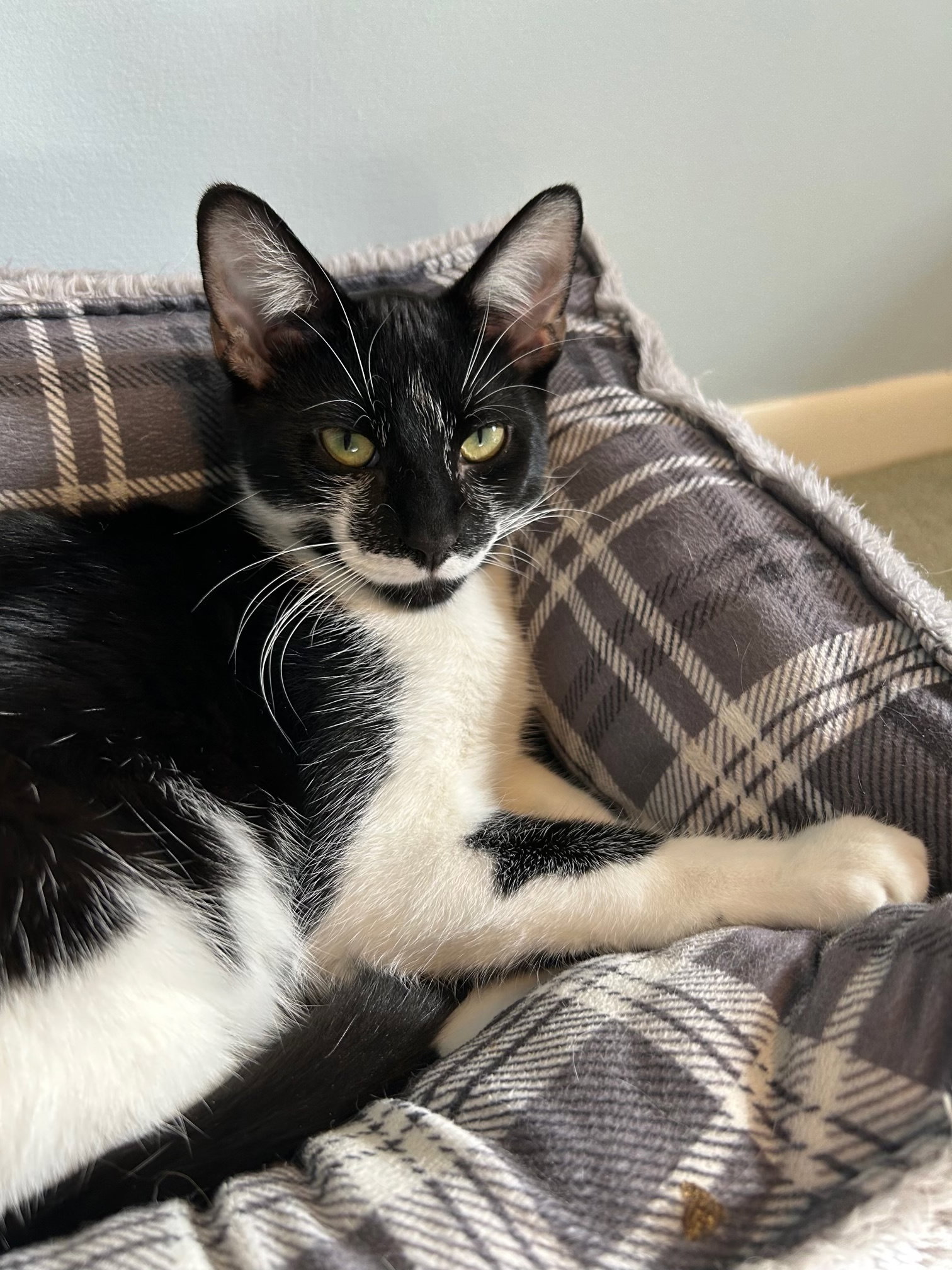 Devon  Domestic Short Hair (short coat) Male