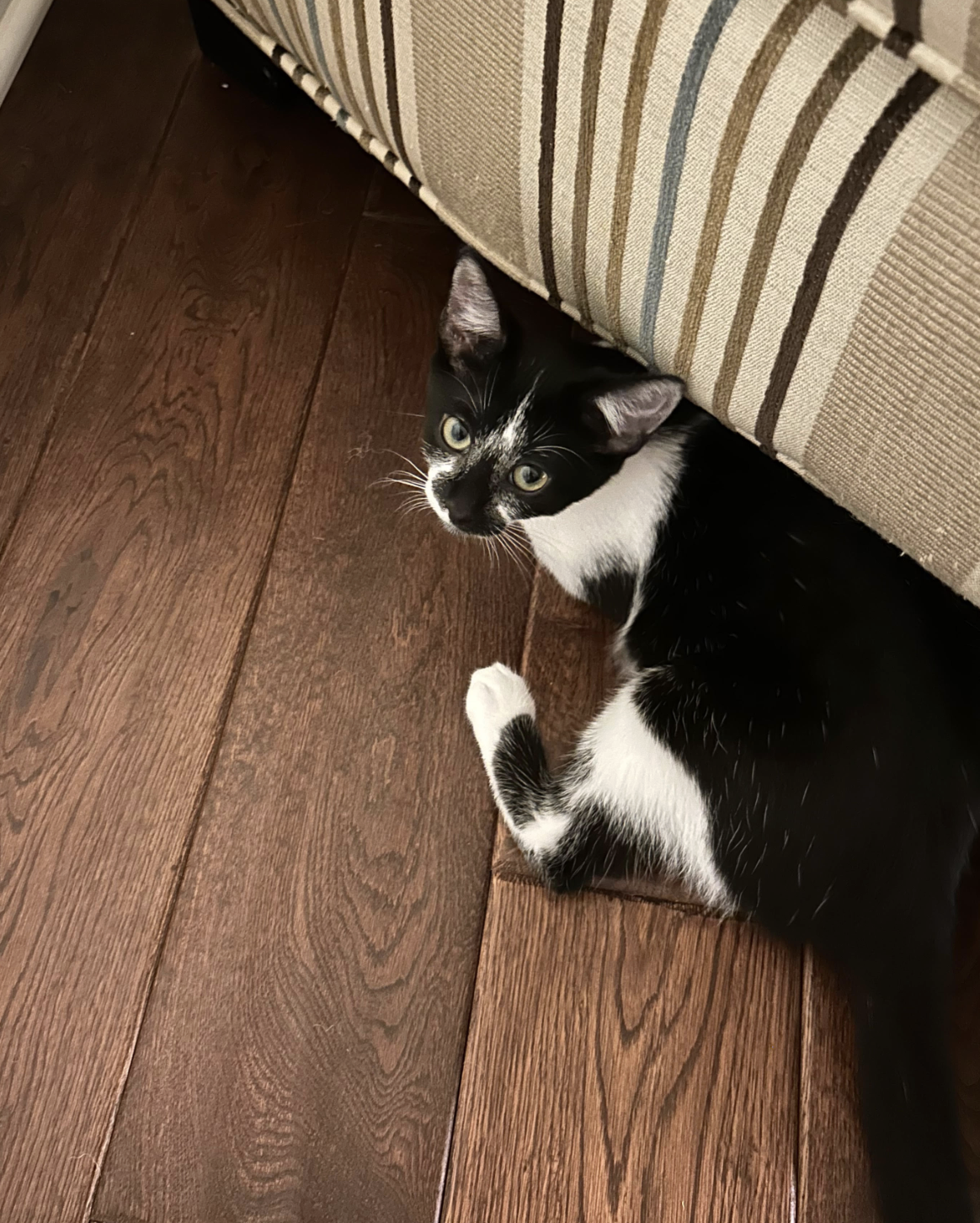 Angus  Domestic Short Hair (short coat) Male