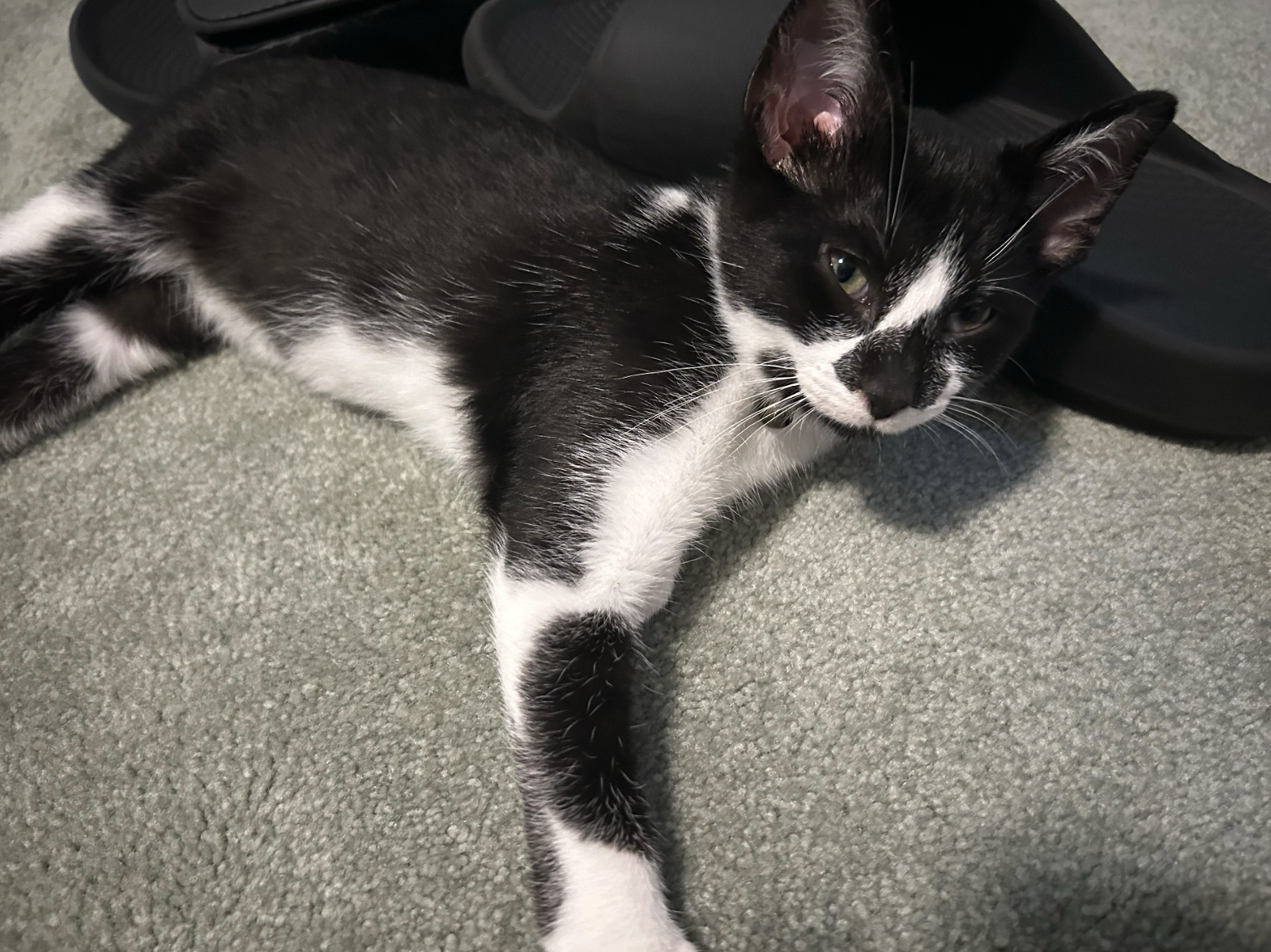 Holstein  Domestic Short Hair (short coat) Male