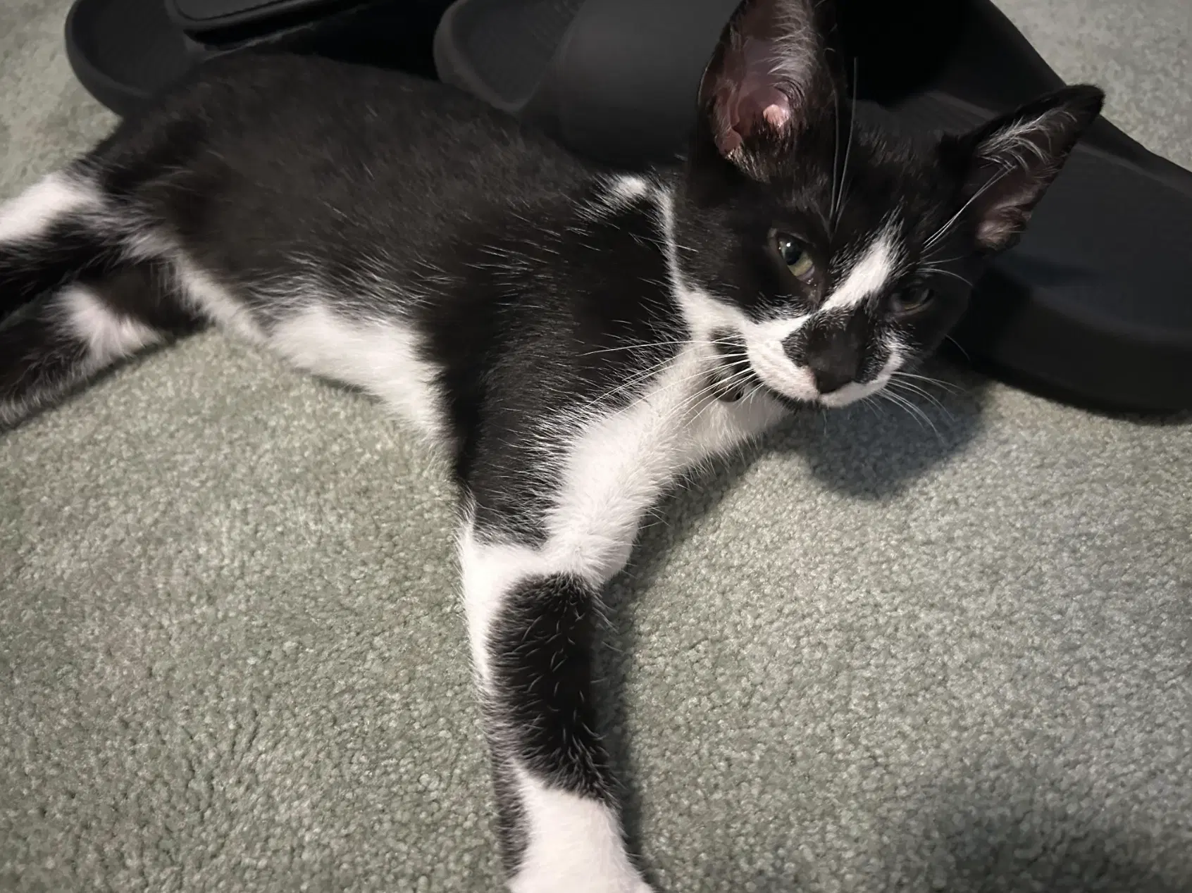 Holstein - Domestic Short Hair