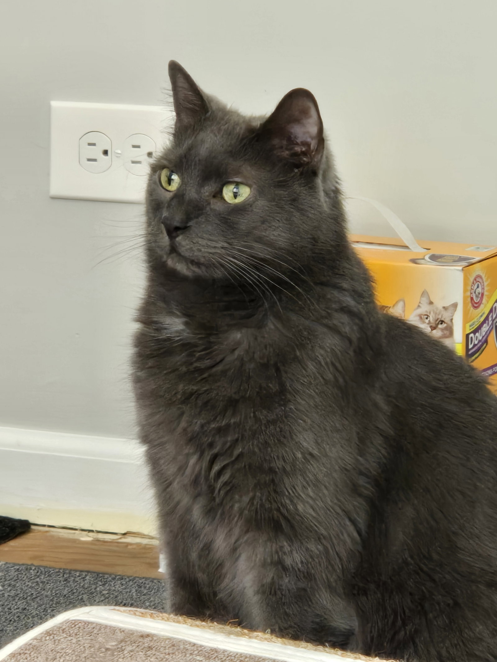 Bubbles  Domestic Short Hair (short coat) Male