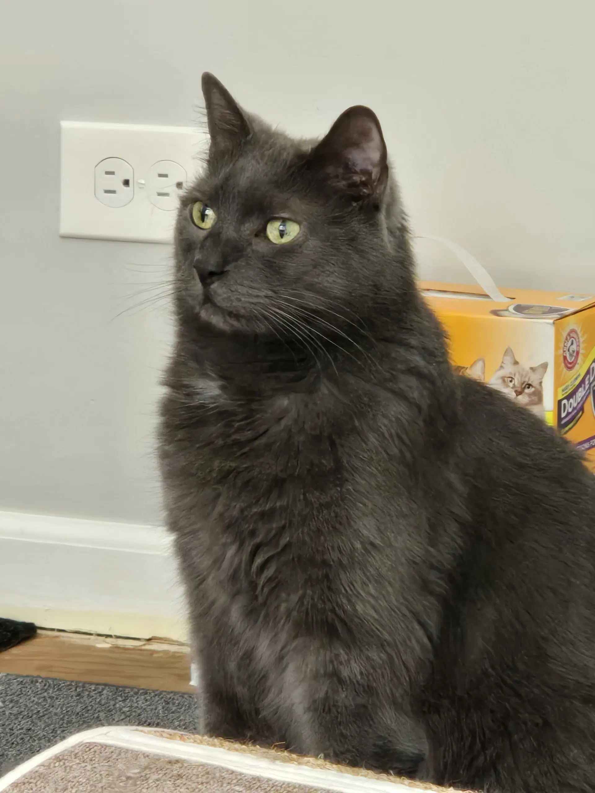 Bubbles - Domestic Short Hair