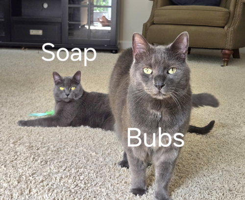 Photo 3 of Bubbles