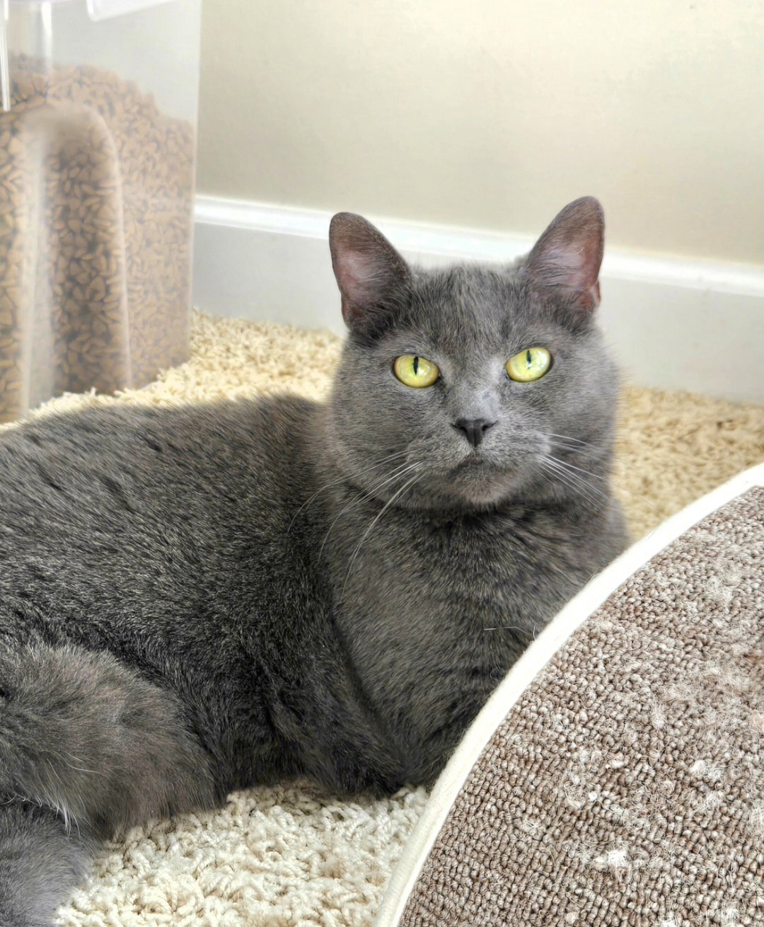 Soap  Domestic Short Hair (short coat) Female