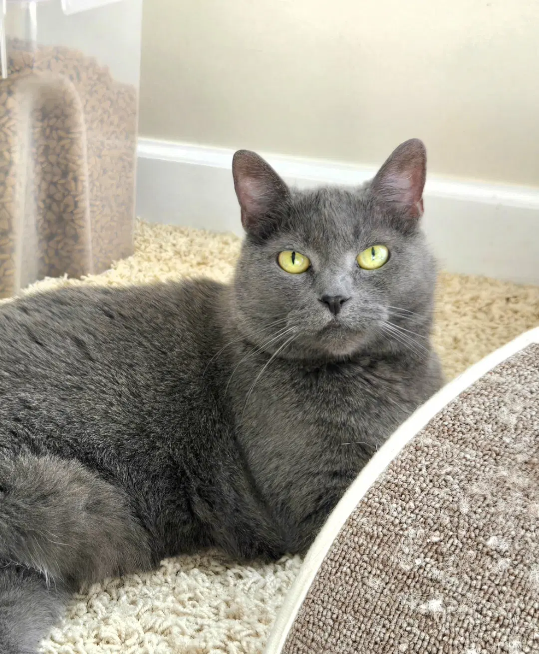 Soap - Domestic Short Hair
