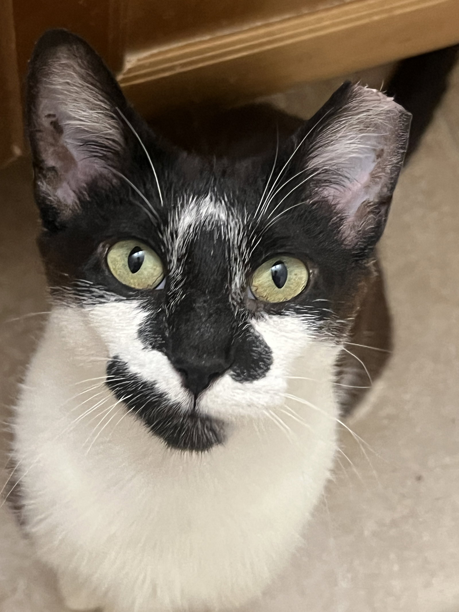 Clarabelle  Domestic Short Hair (short coat) Female
