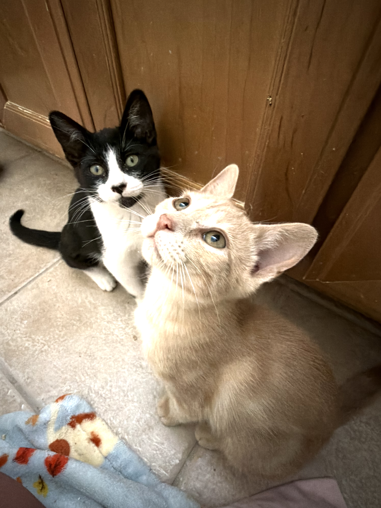 Elsie and Ferdinand ***Bonded Pair***  Domestic Short Hair (short coat) Female