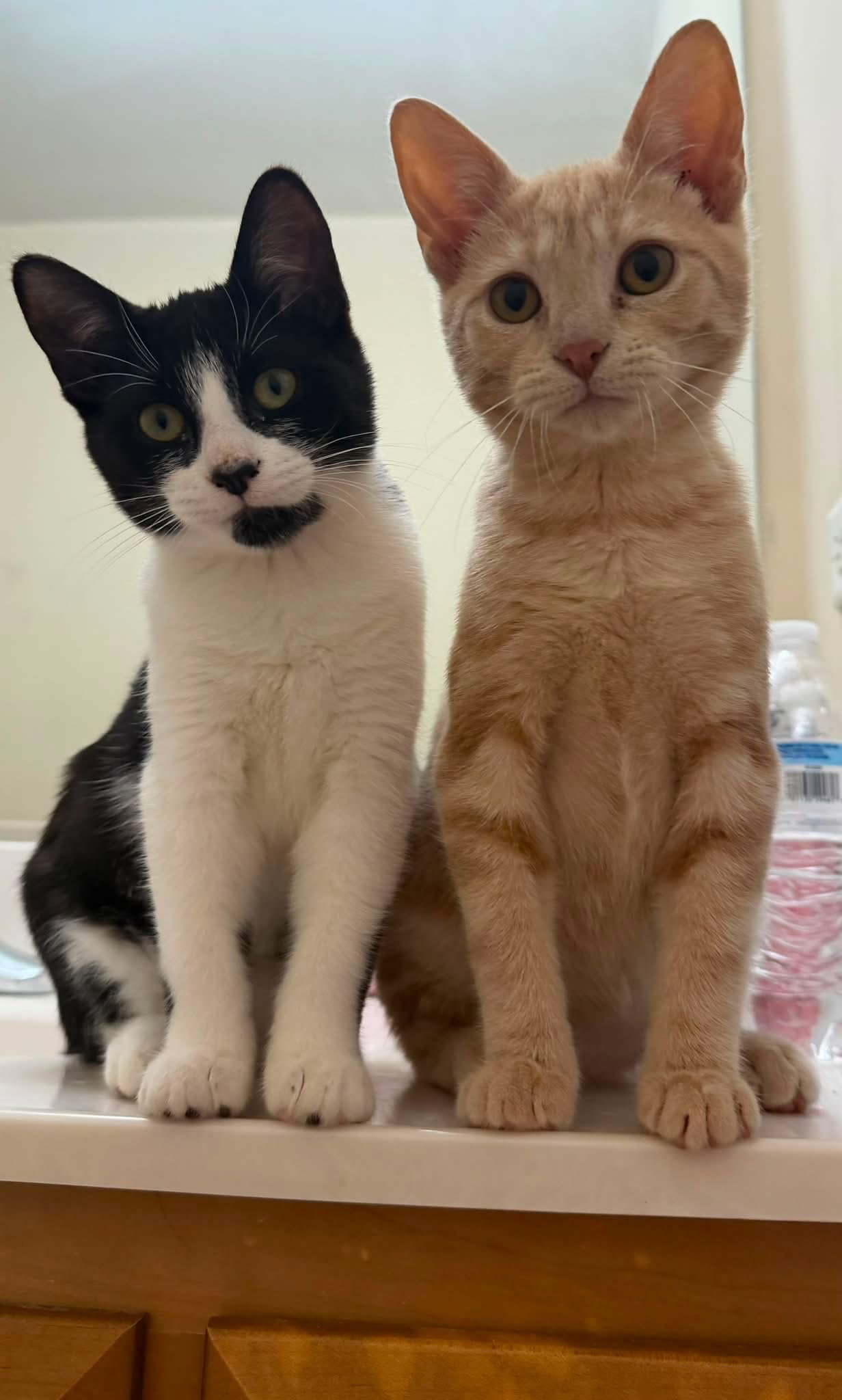 Elsie and Ferdinand ***Bonded Pair***  Domestic Short Hair (short coat) Female