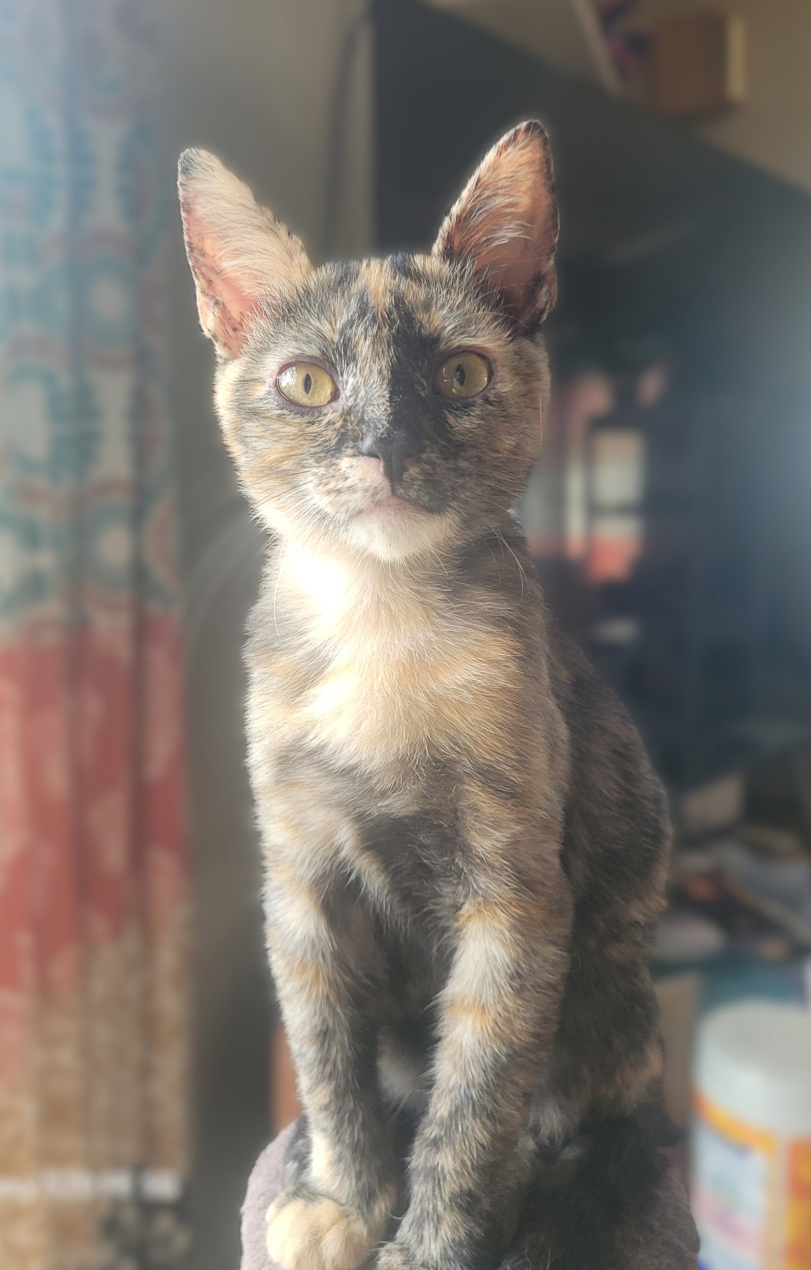 Toriel  Domestic Short Hair (short coat) Female