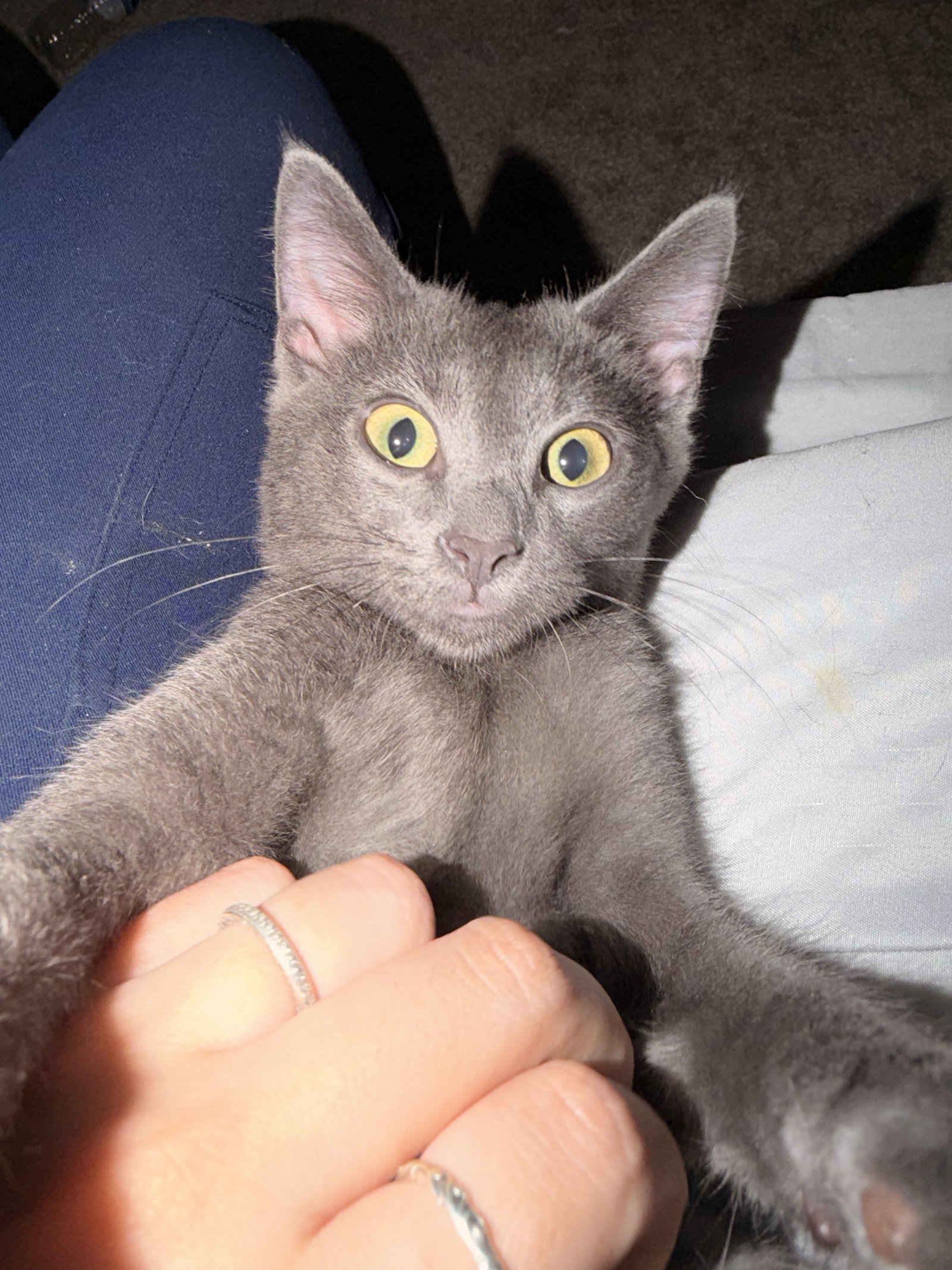 Fawn  Domestic Short Hair (short coat) Female