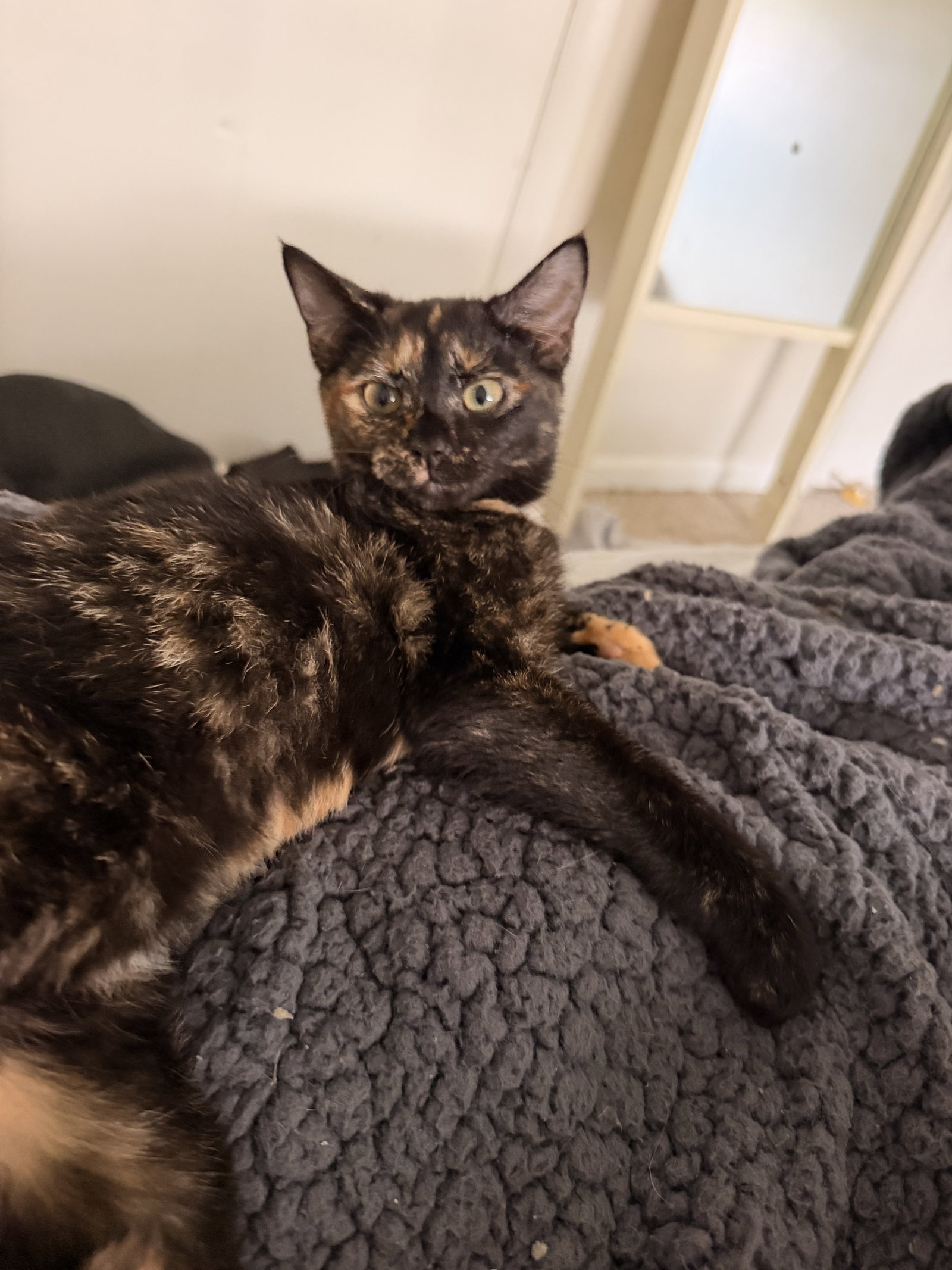 Fern  Domestic Short Hair (short coat) Female