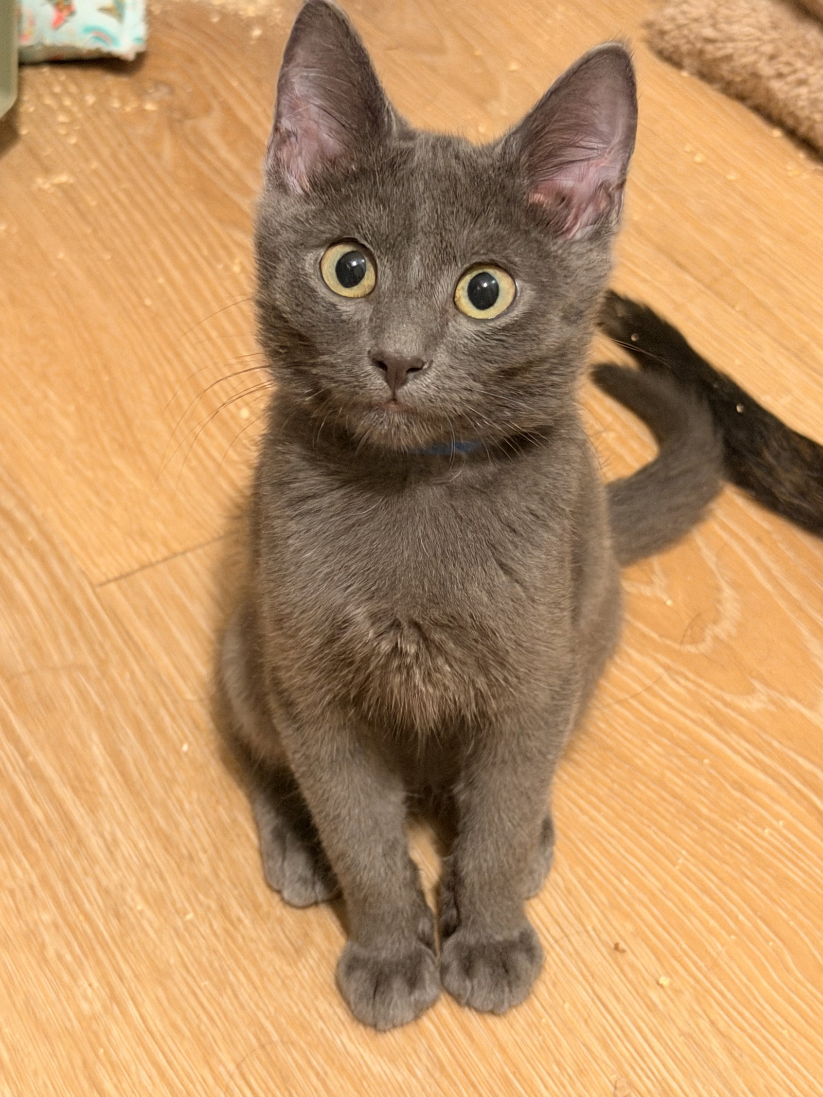 Flint  Domestic Short Hair (short coat) Male