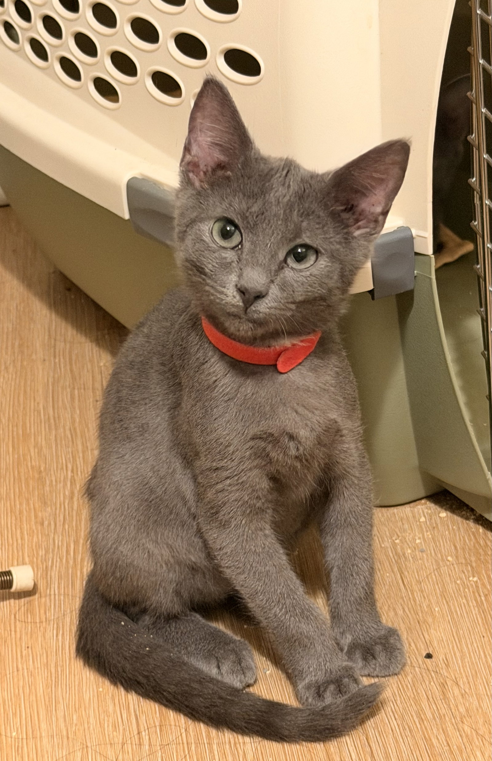 Felix  Domestic Short Hair (short coat) Male