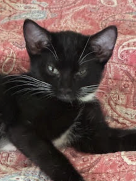 Trixie  Domestic Short Hair (short coat) Female