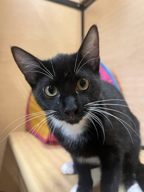 Trixie  Domestic Short Hair (short coat) Female