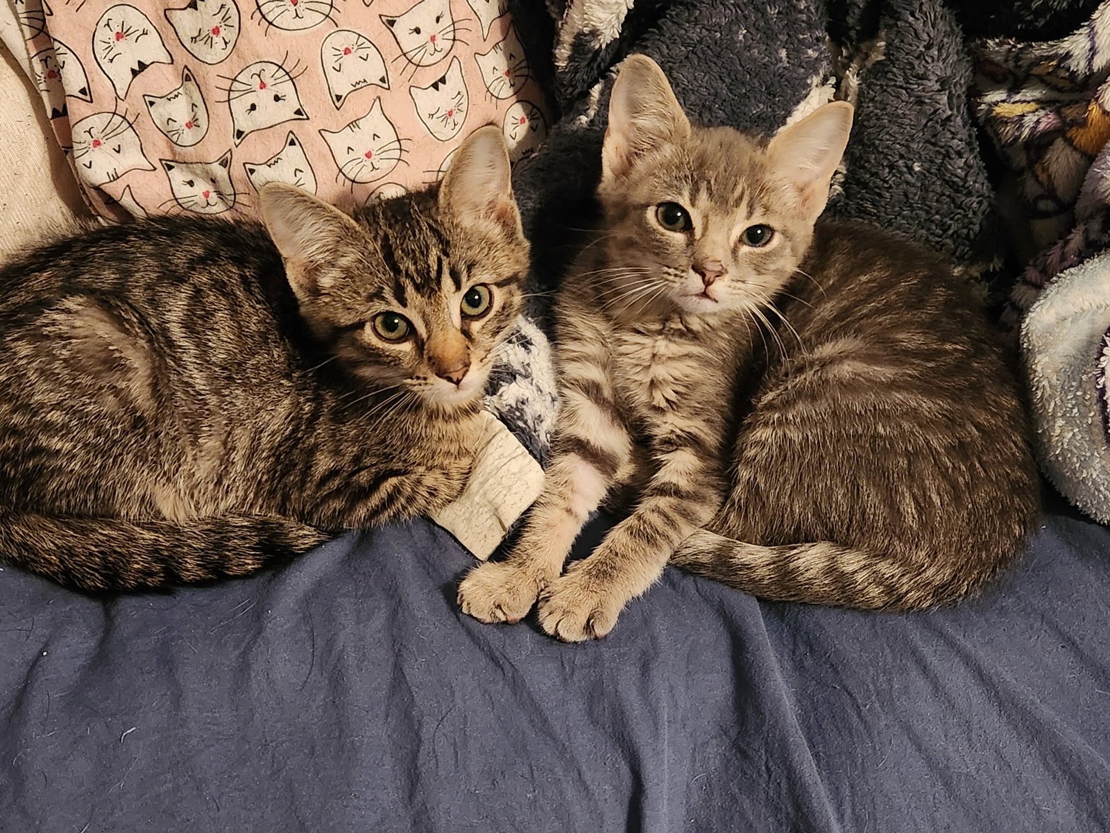 Chip and Dale (bonded pair)  Domestic Short Hair / Tabby (short coat) Male