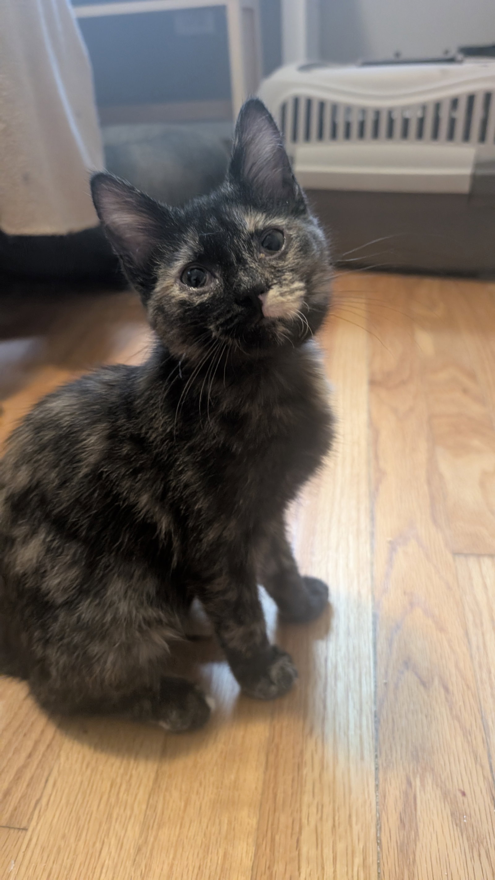Brooke  Domestic Short Hair (short coat) Female