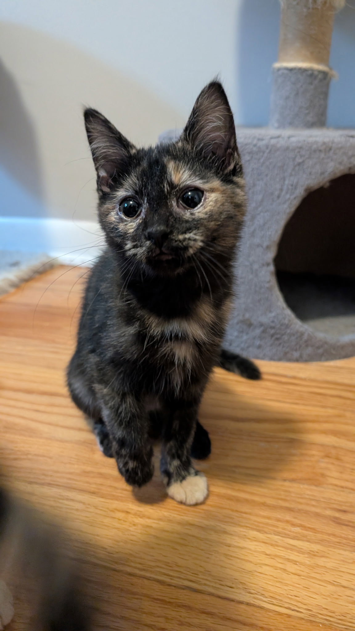 Barb  Domestic Short Hair (short coat) Female