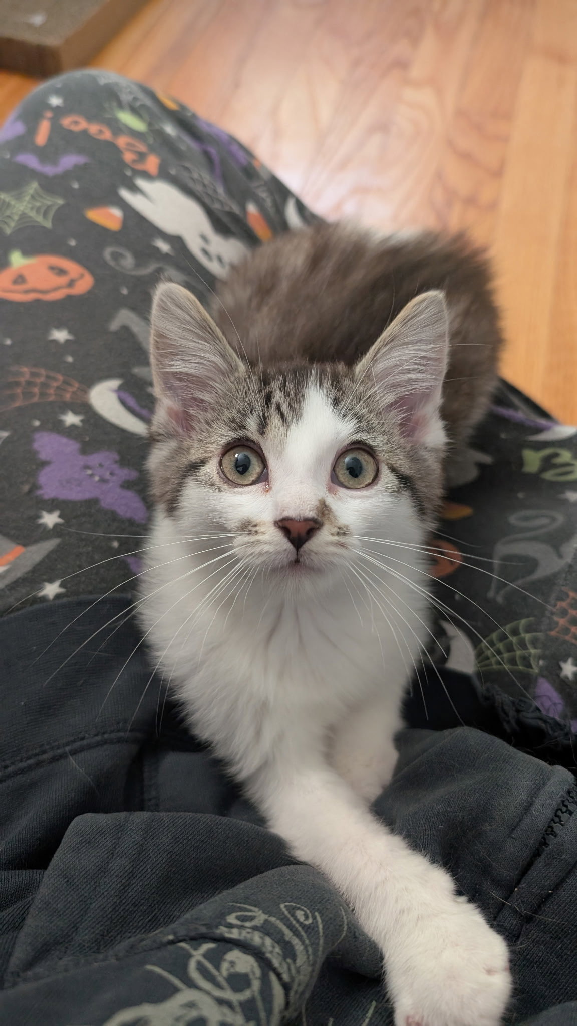 Bliss  Domestic Short Hair (short coat) Female