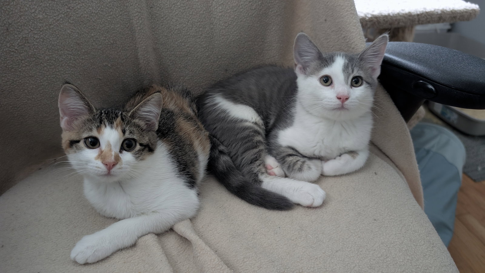 Bean & Biscuit  Domestic Short Hair (short coat) Male