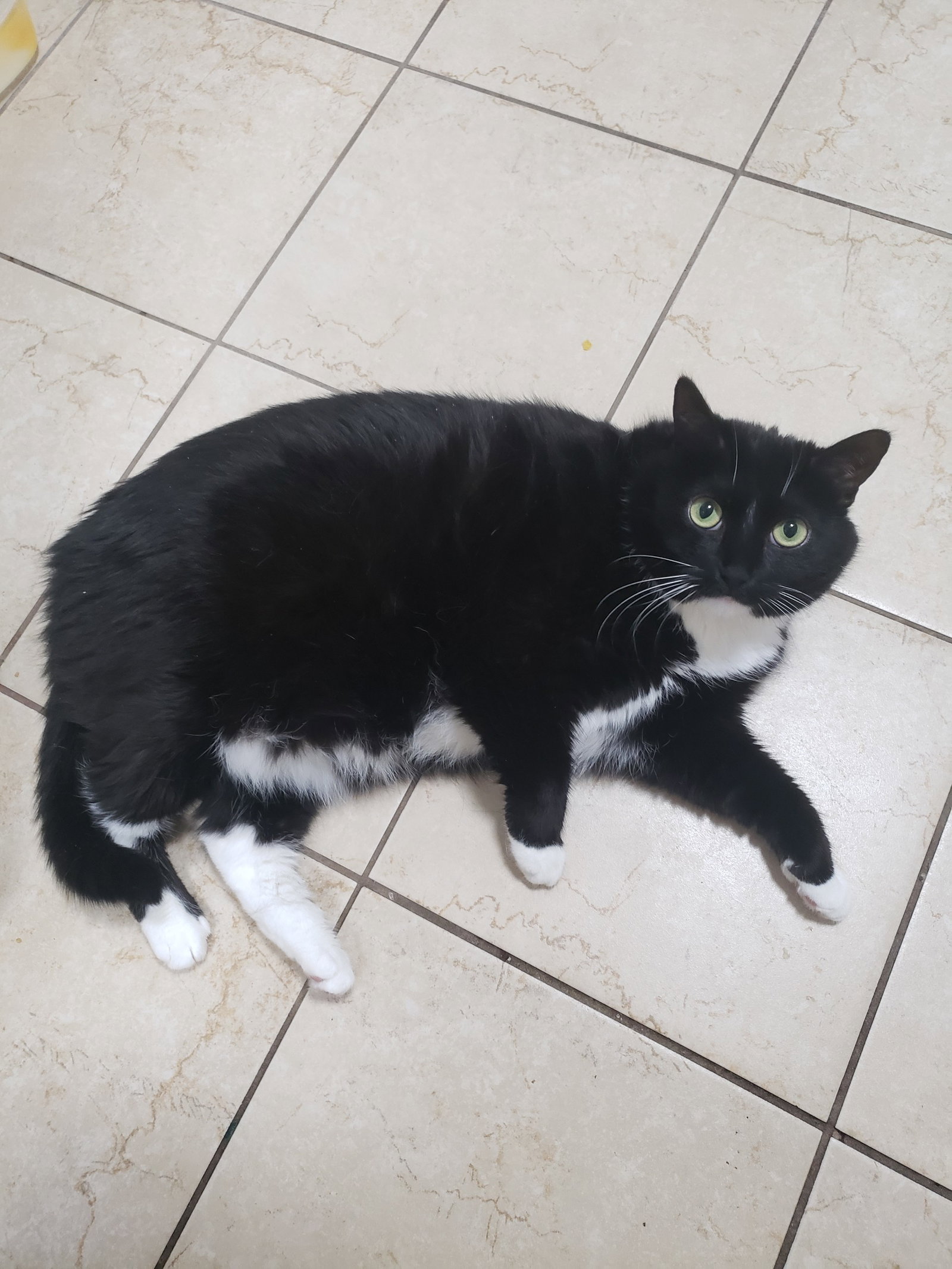 Casandra  Domestic Short Hair (short coat) Female