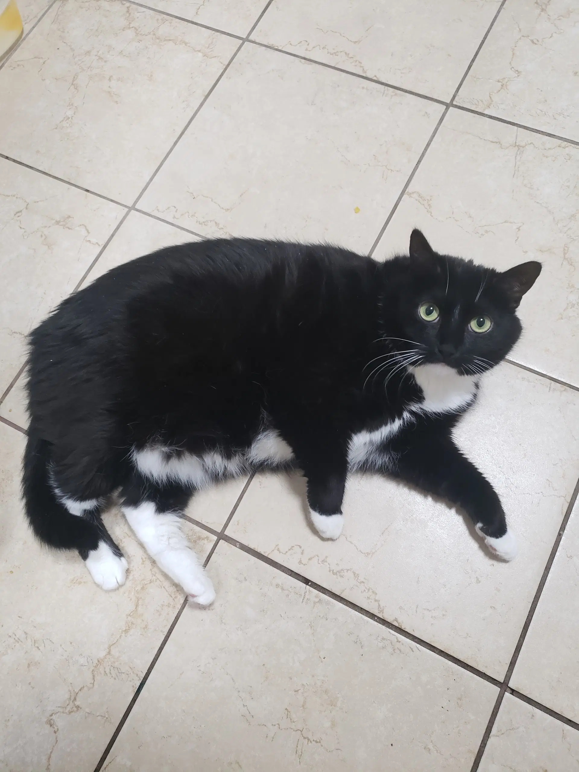 Casandra - Domestic Short Hair