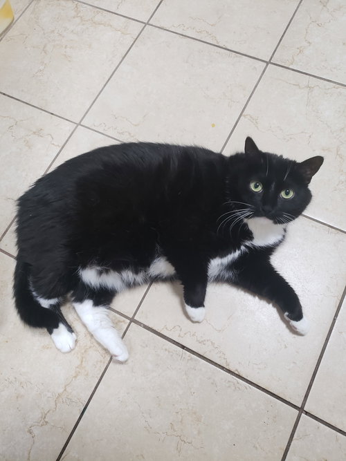 Casandra, a cat for adoption from Animal Rescue Foundation (ARF-IL)