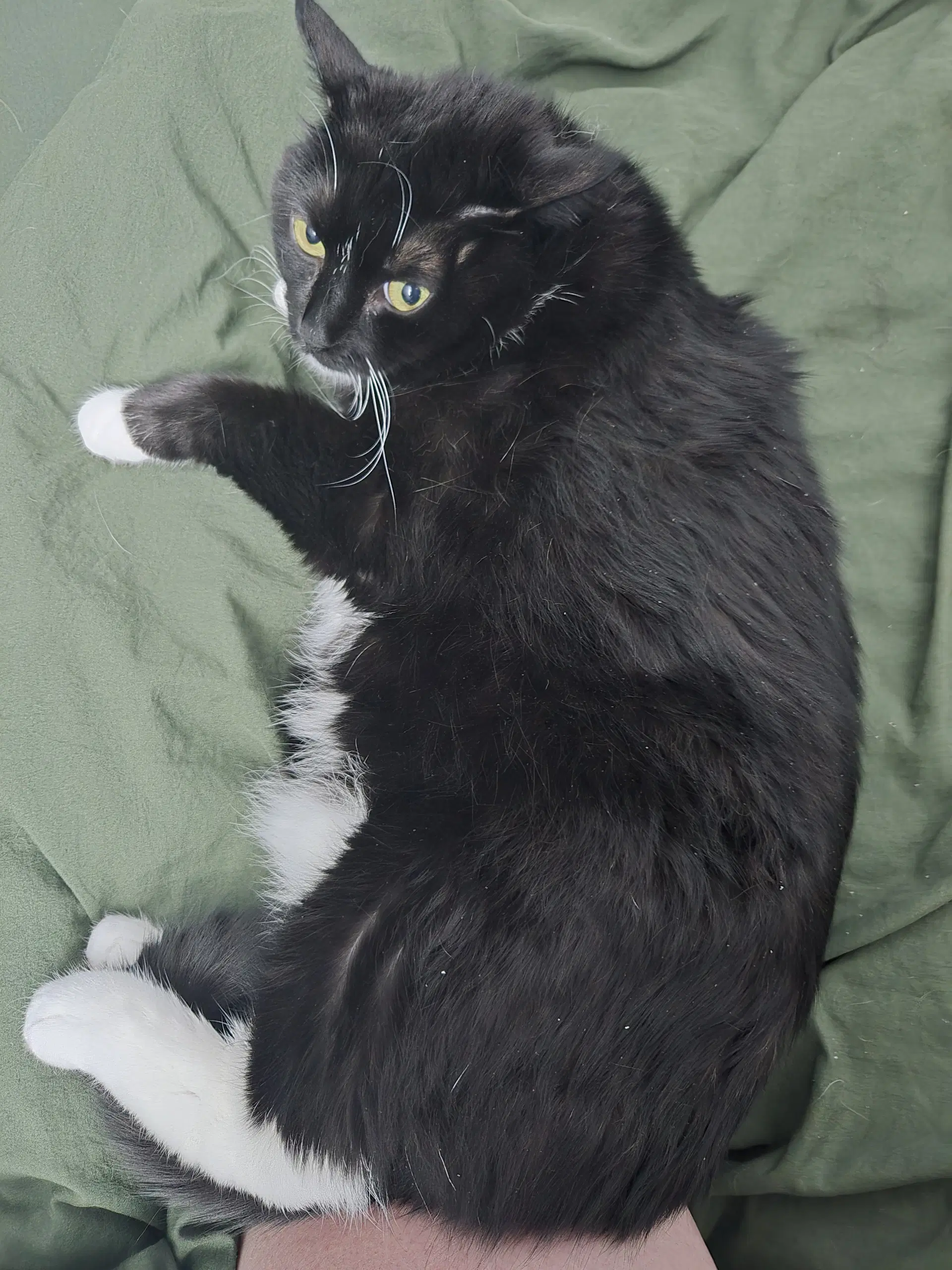 Casandra image 4