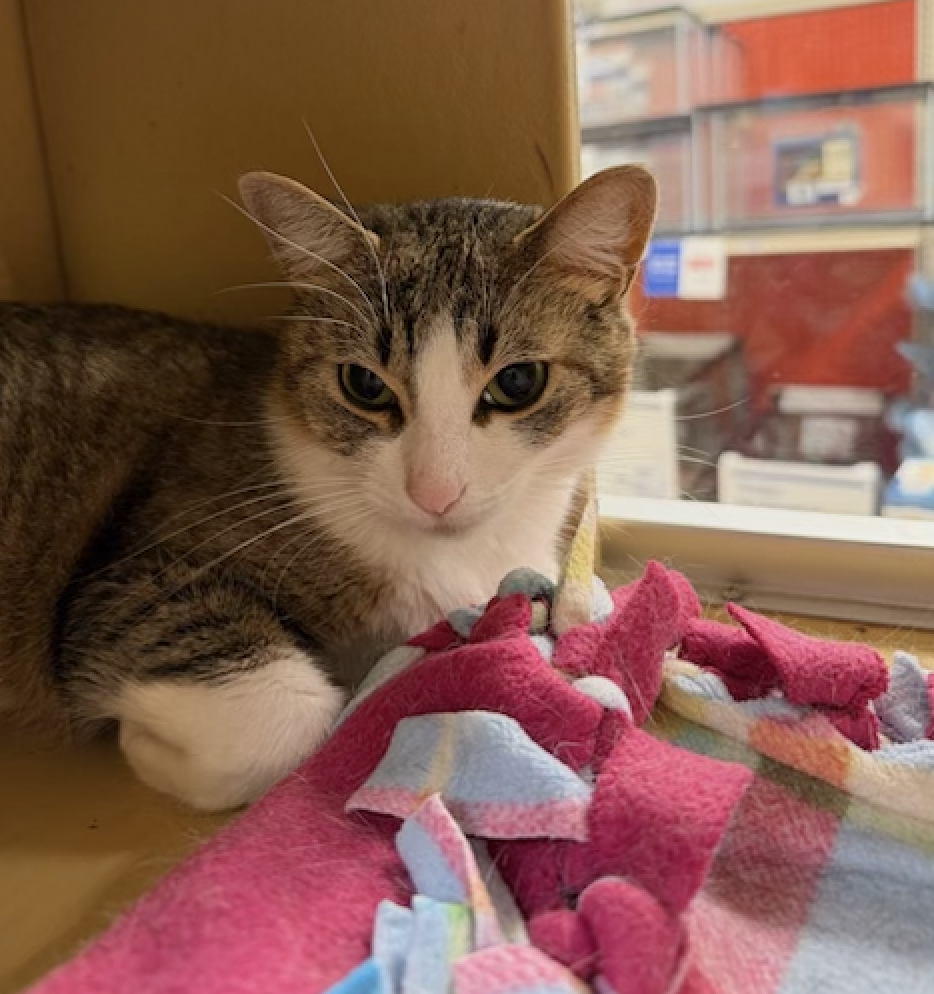 Little  Domestic Short Hair (short coat) Female