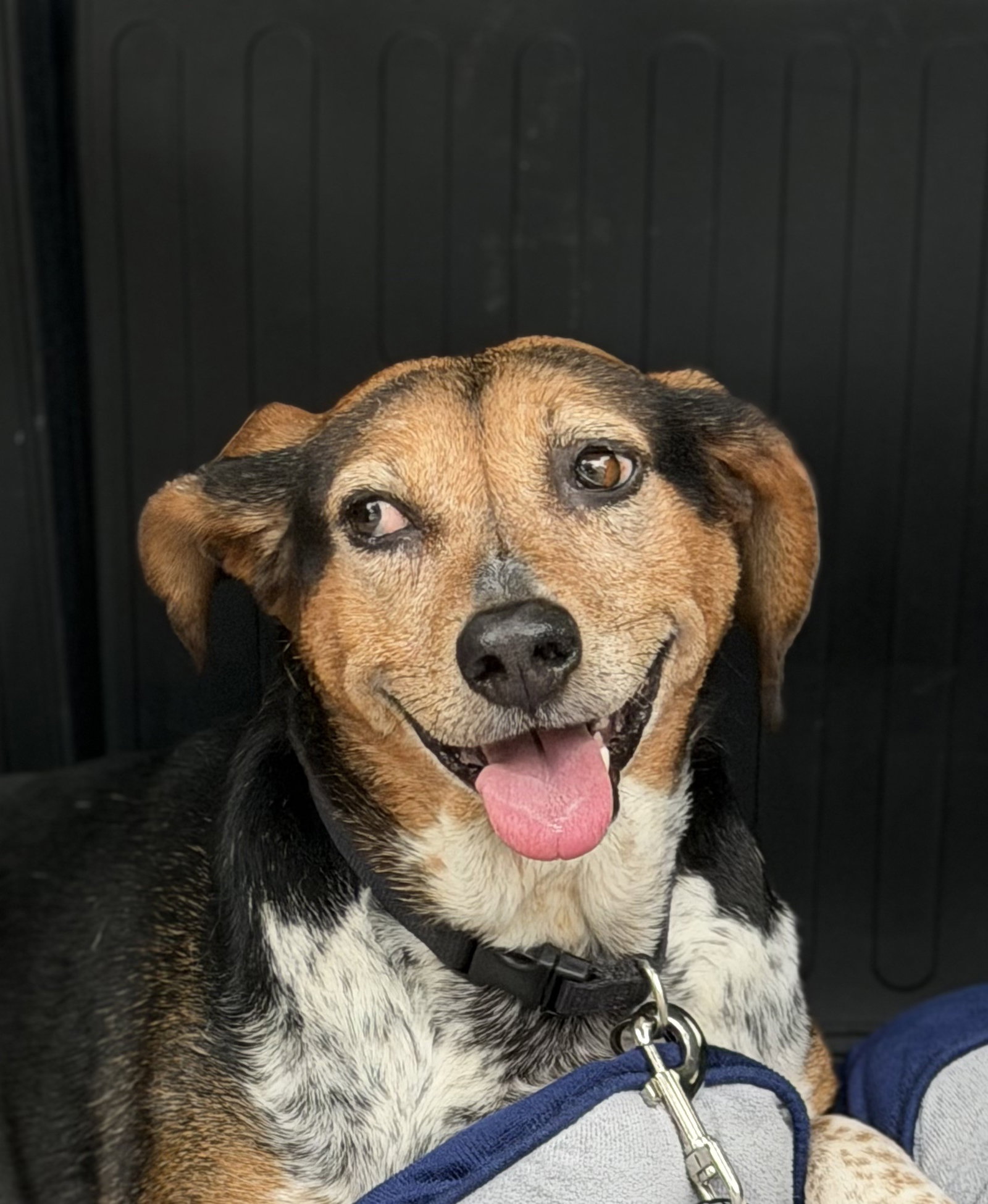 Shye (Angel) Medium Beagle (short coat) Female
