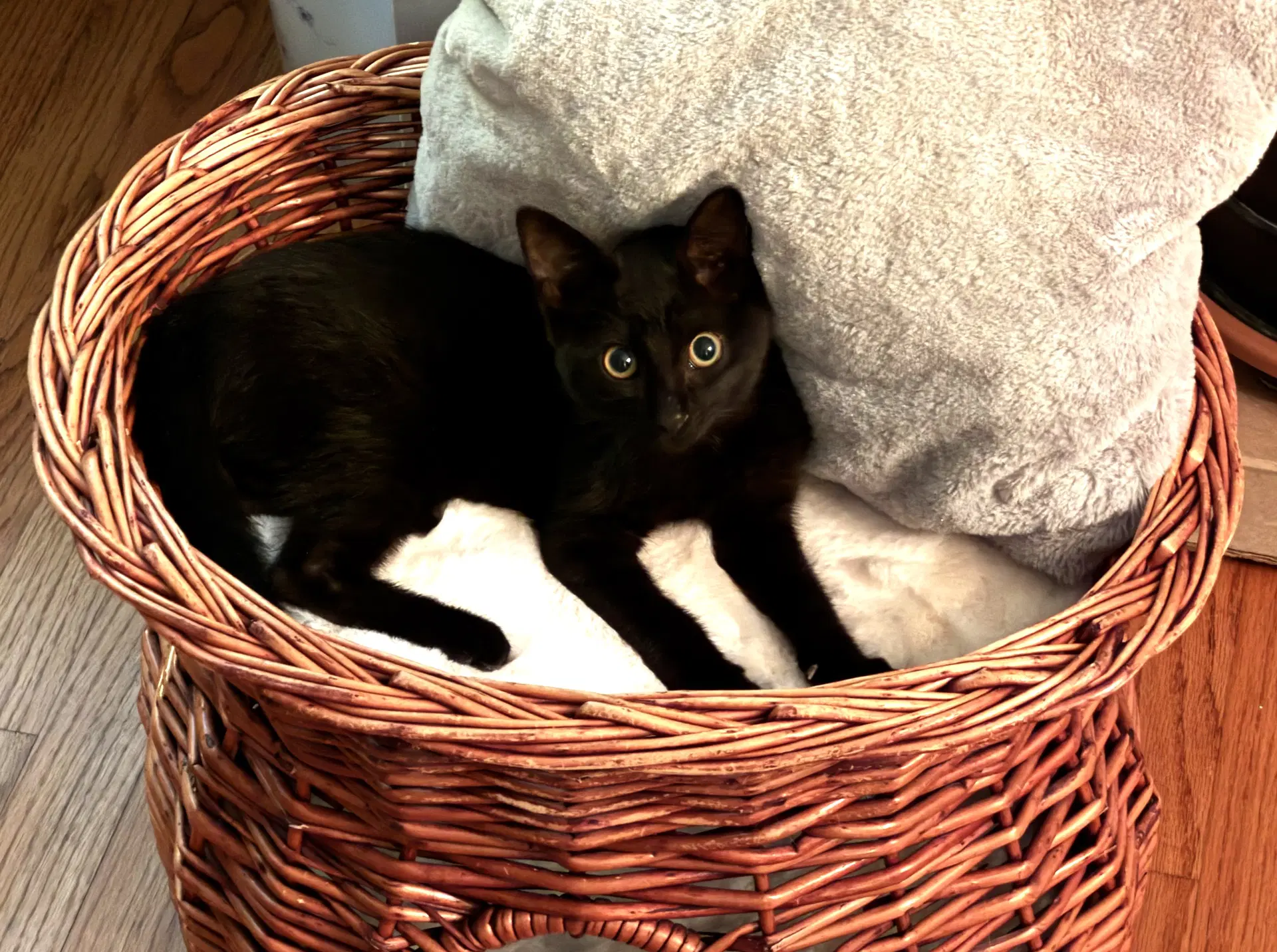 Coal - Domestic Short Hair