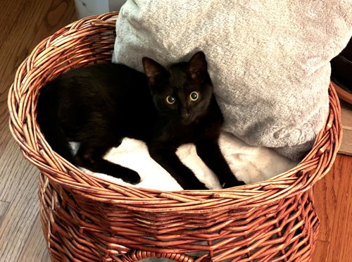 picture of the cat needing adoption