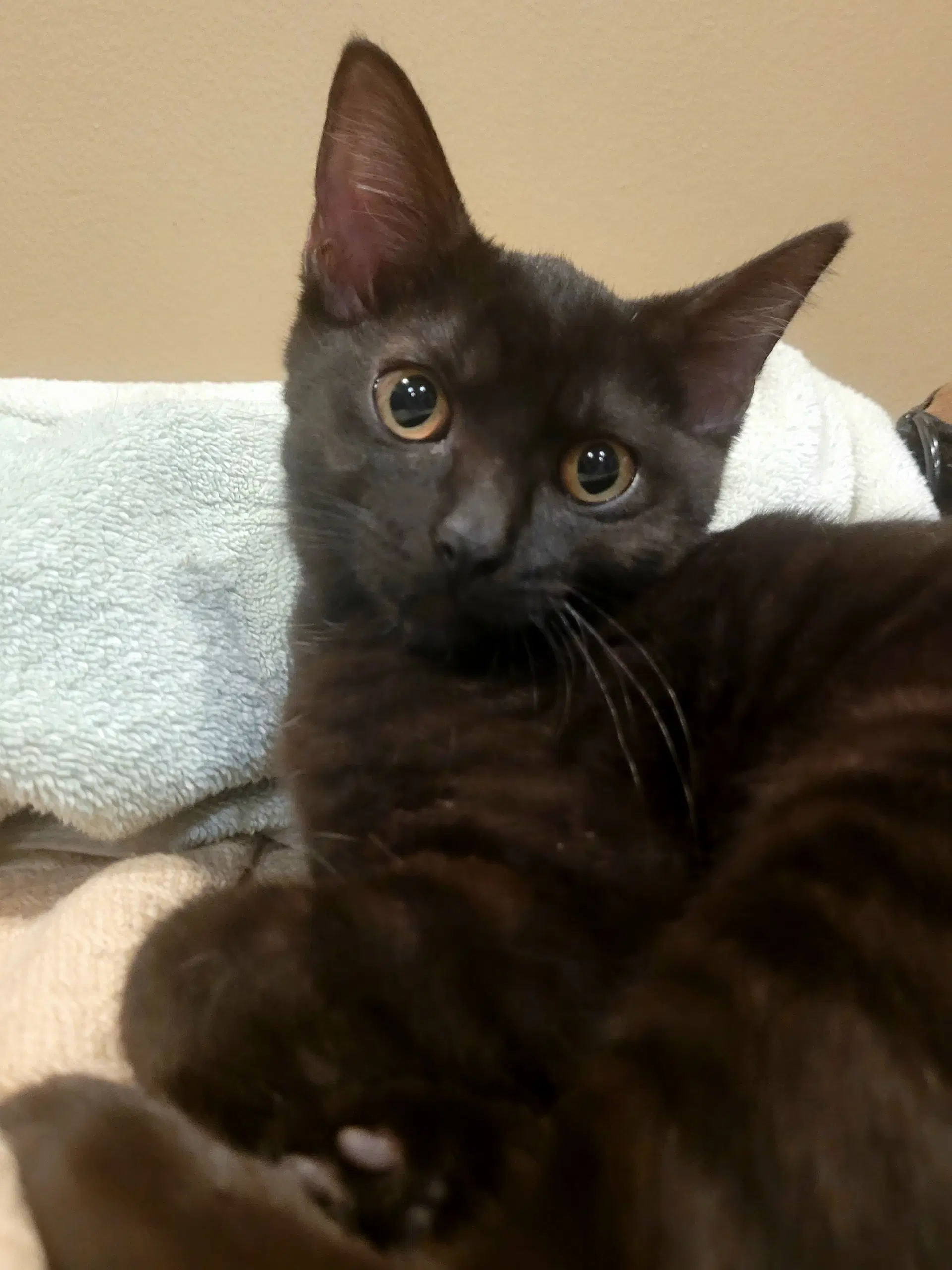 Sans - Domestic Short Hair