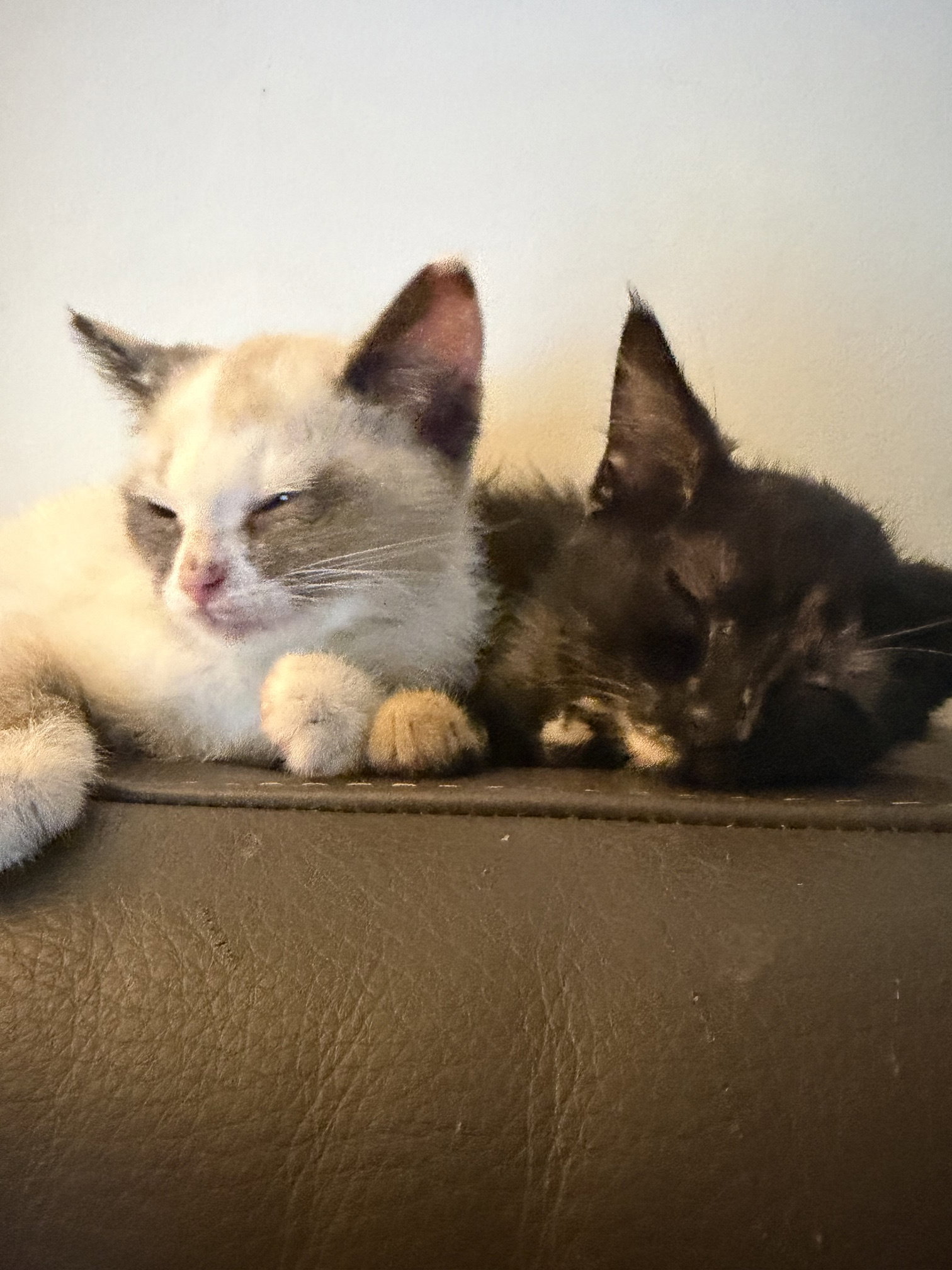Shell & Shortstop (*bonded pair)  Domestic Medium Hair (short coat) Female