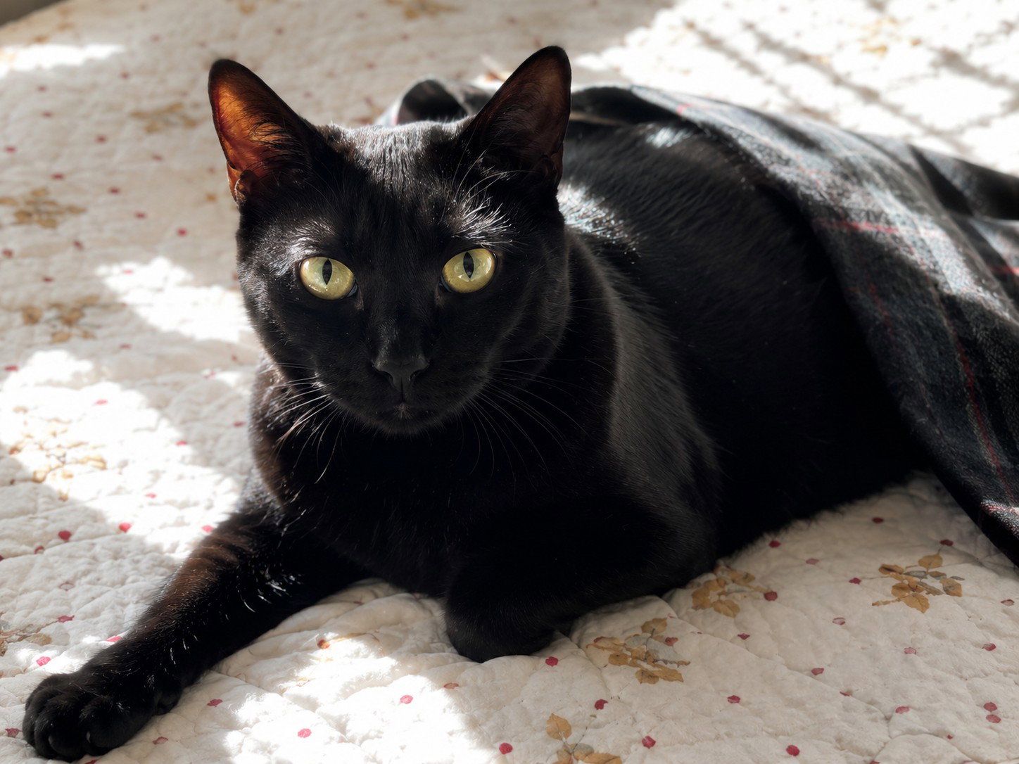 Nia  Domestic Short Hair (short coat) Female