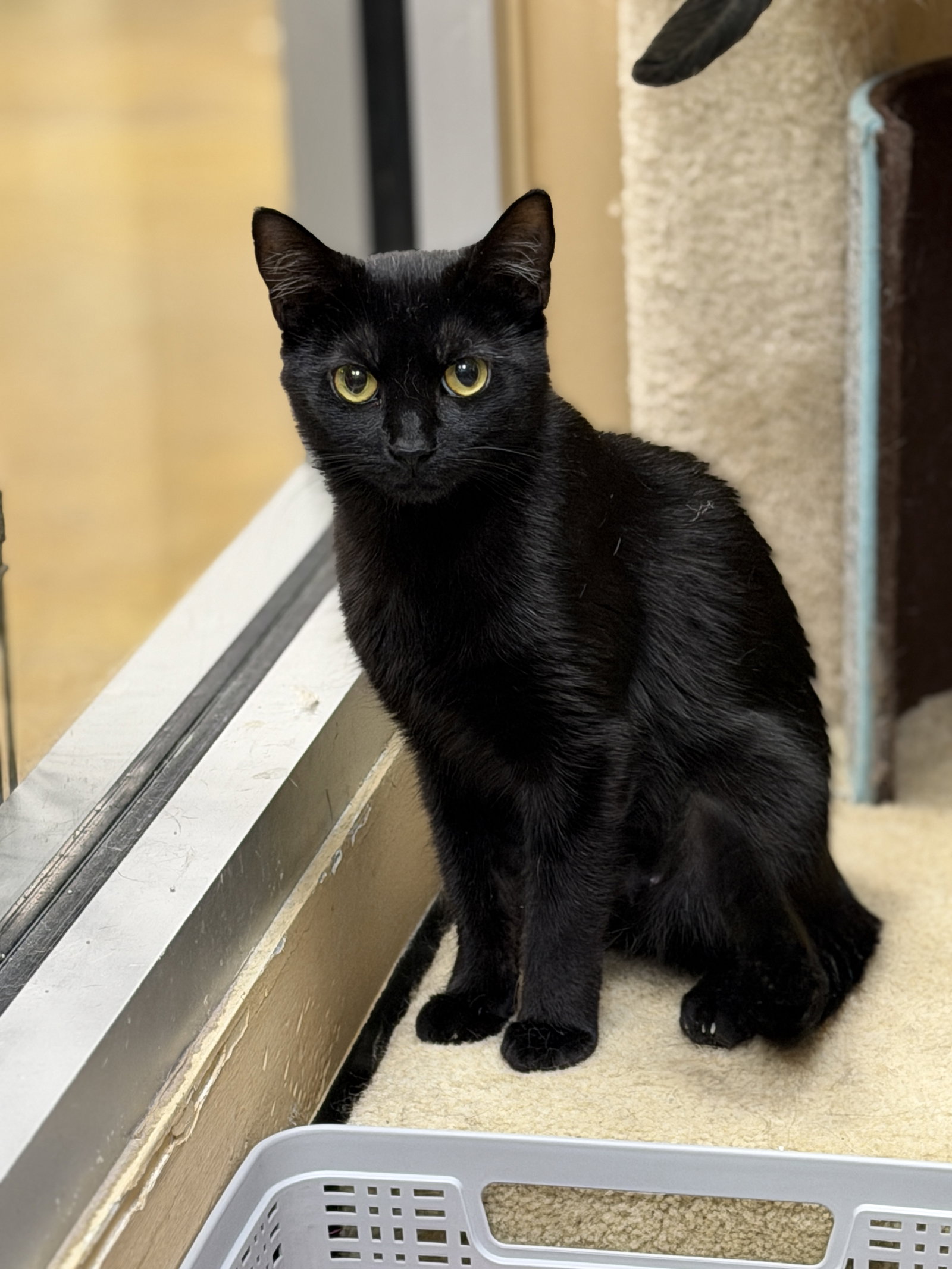 Nia  Domestic Short Hair (short coat) Female