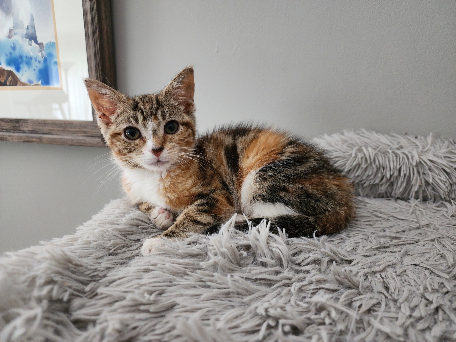 Chelsea  Domestic Short Hair (short coat) Female