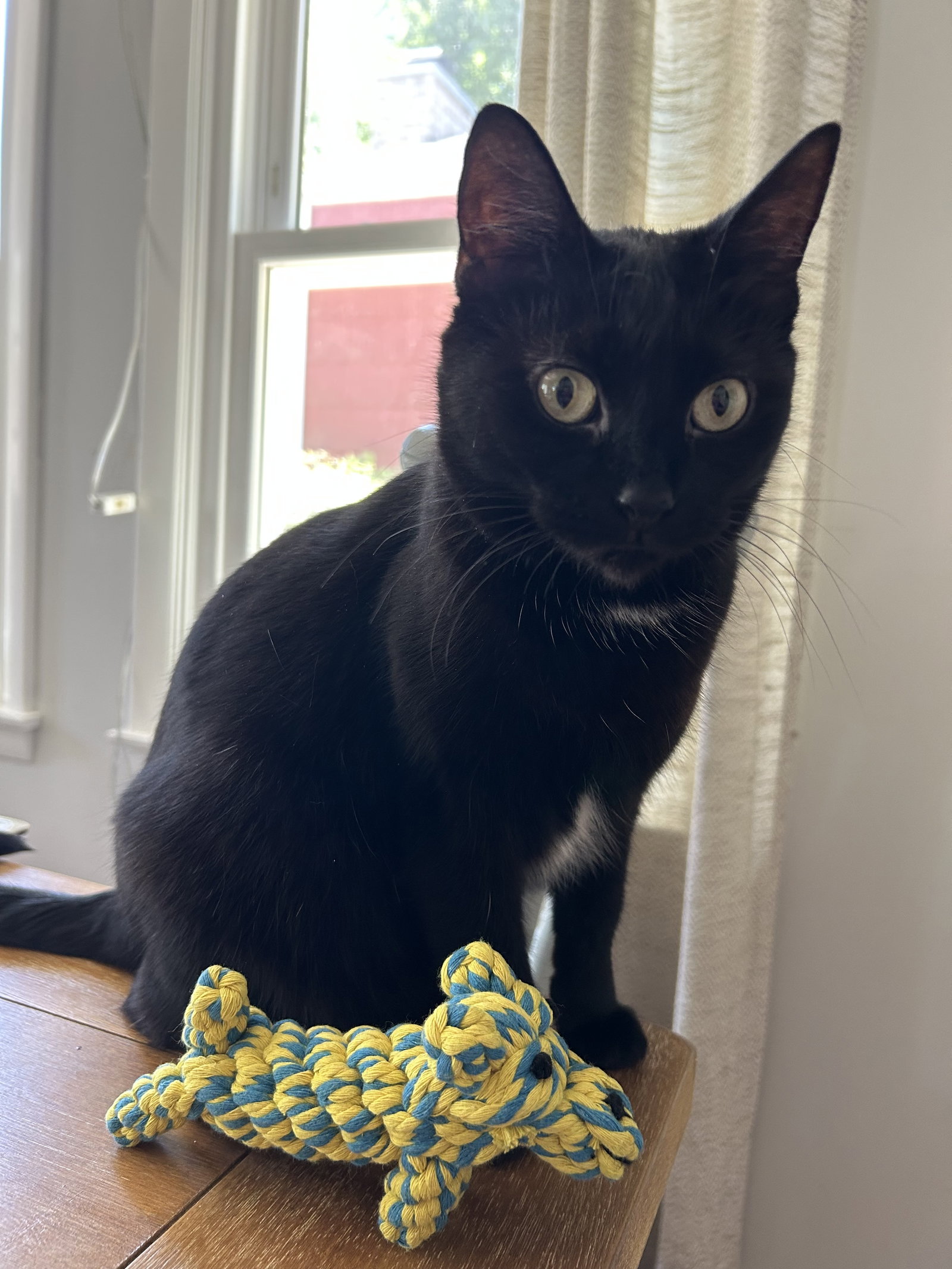 Kealohi  Domestic Short Hair (short coat) Female