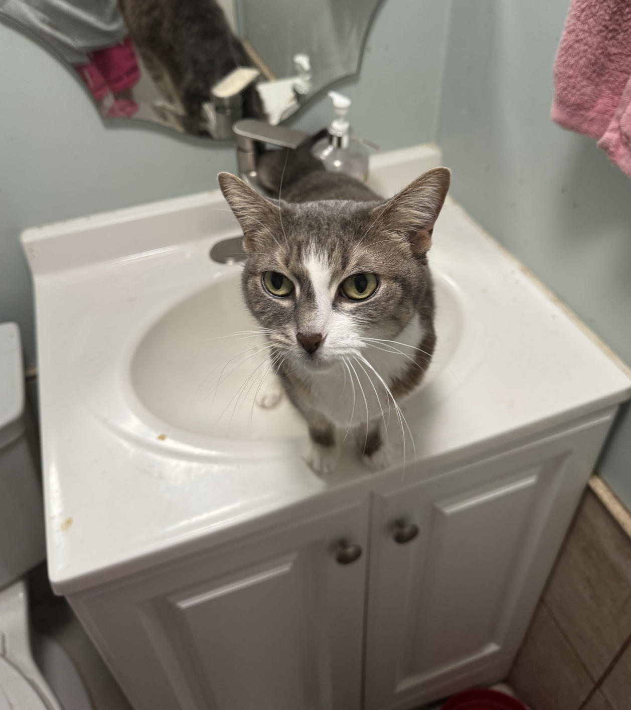 Rocket  Domestic Short Hair (short coat) Female