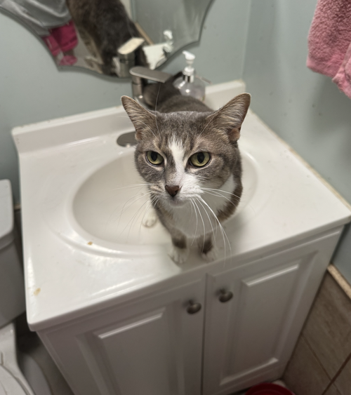 Photo 5 of Rocket
