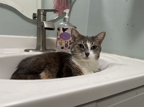 Photo 6 of Rocket