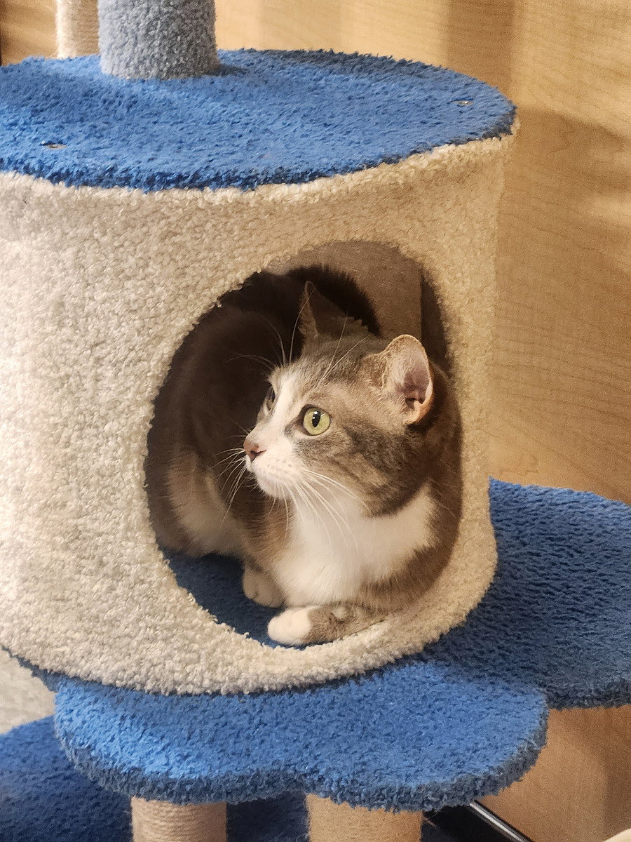 Rocket  Domestic Short Hair (short coat) Female