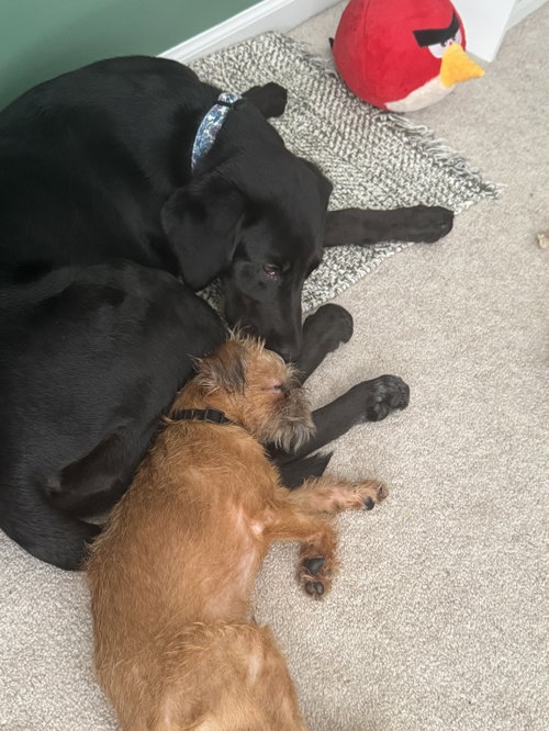 Gus photo 2