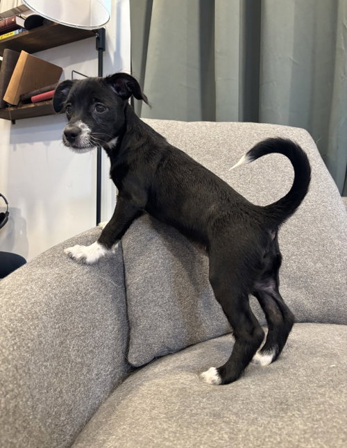 Stella photo 3