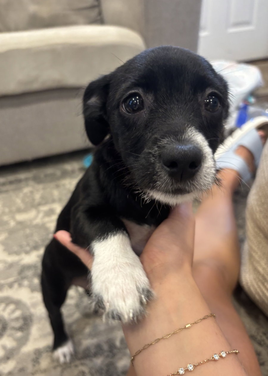 Stella