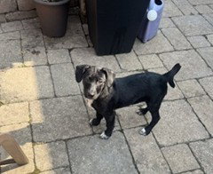 Freddie photo 2