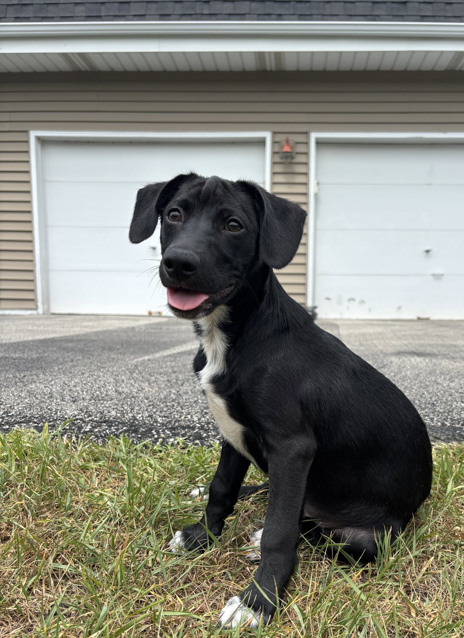 Freddie Medium Terrier / Mixed (short coat) Male