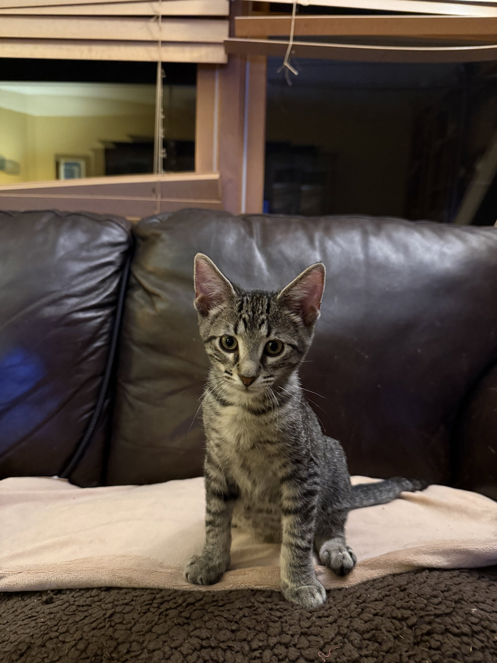Odie  Domestic Short Hair (short coat) Male