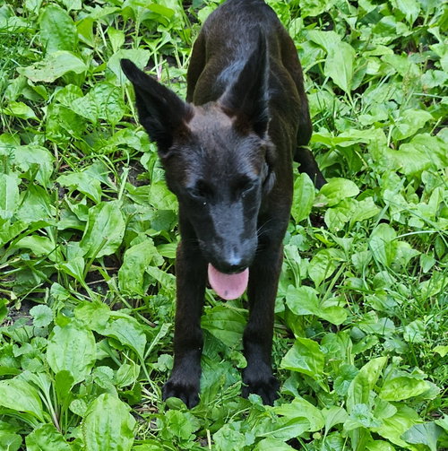 Willow photo 5