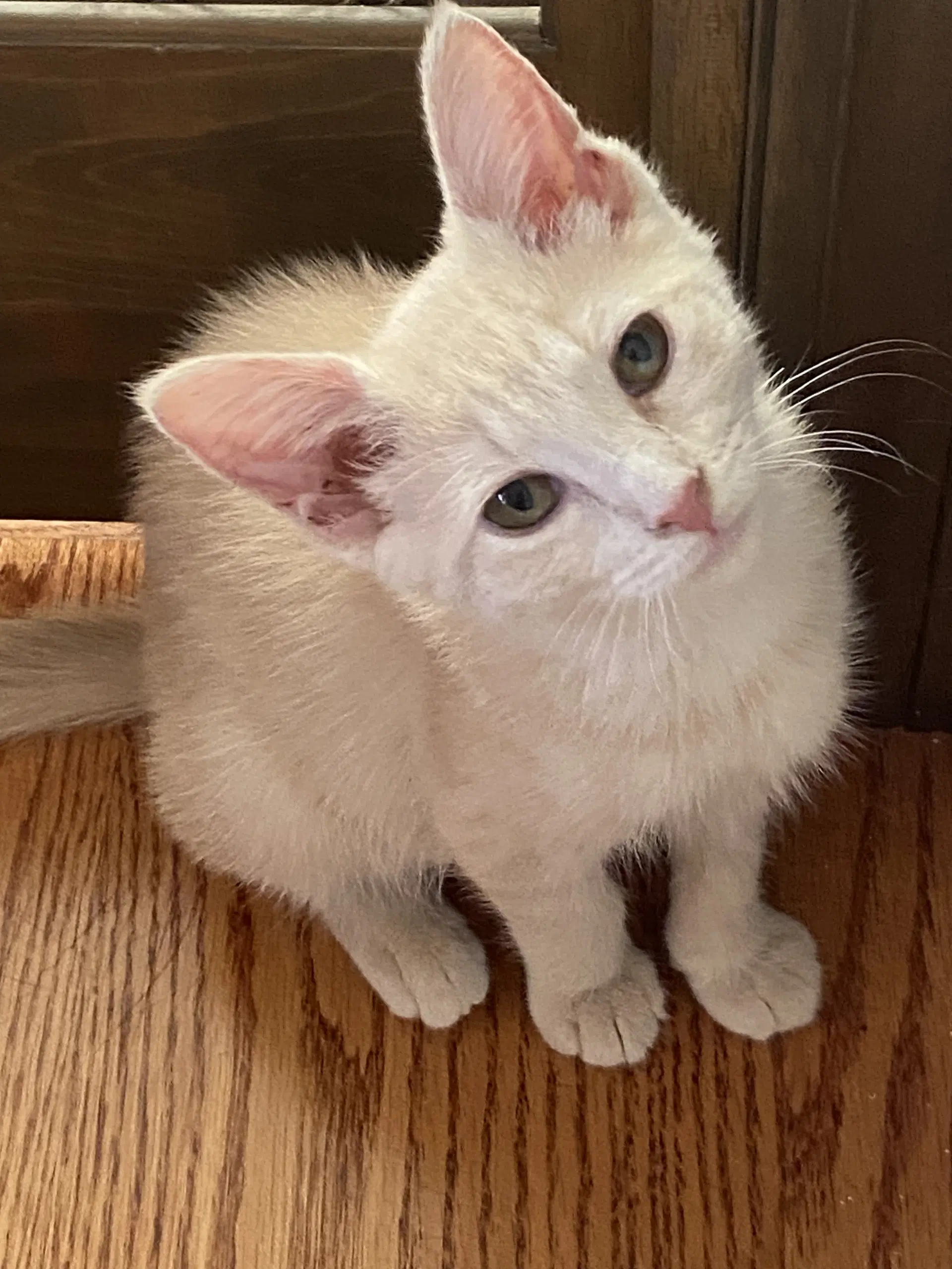 Ginger image 1
